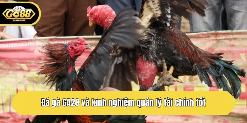 Đá gà GA28 và kinh nghiệm quản lý tài chính tốt