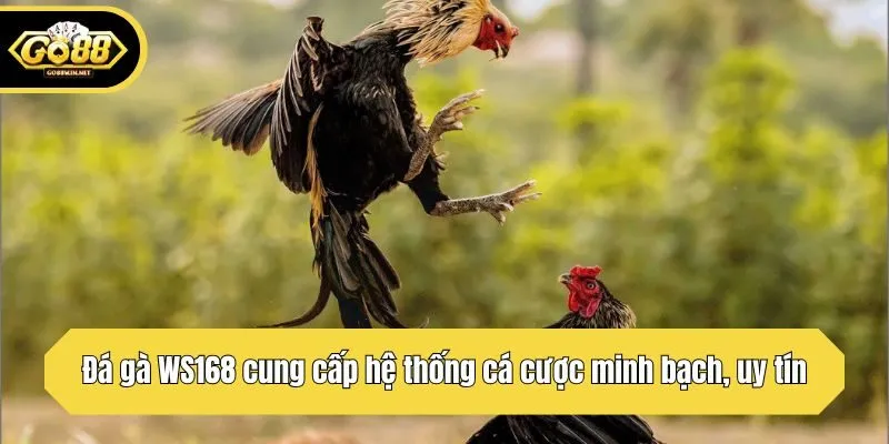 Đá gà WS168 cung cấp hệ thống cá cược minh bạch, uy tín