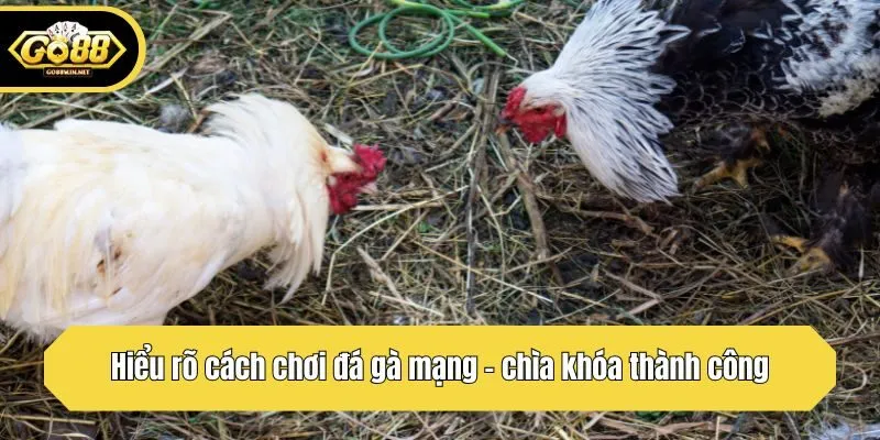 Hiểu rõ cách chơi đá gà mạng - chìa khóa thành công