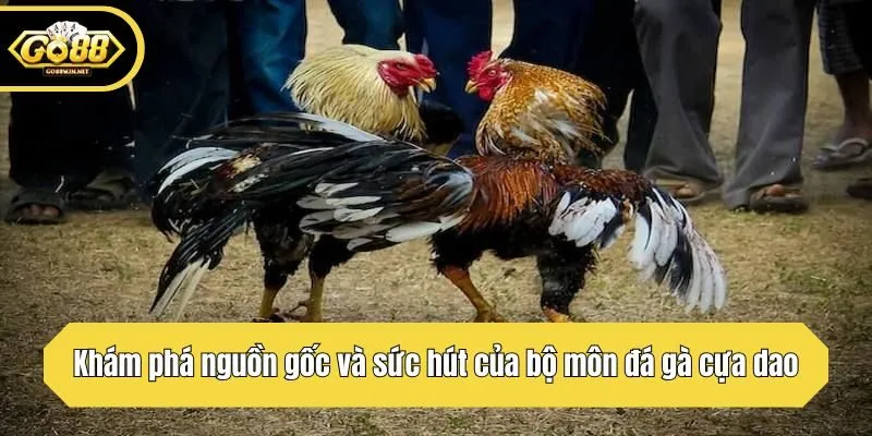 Khám phá nguồn gốc và sức hút của bộ môn đá gà cựa dao