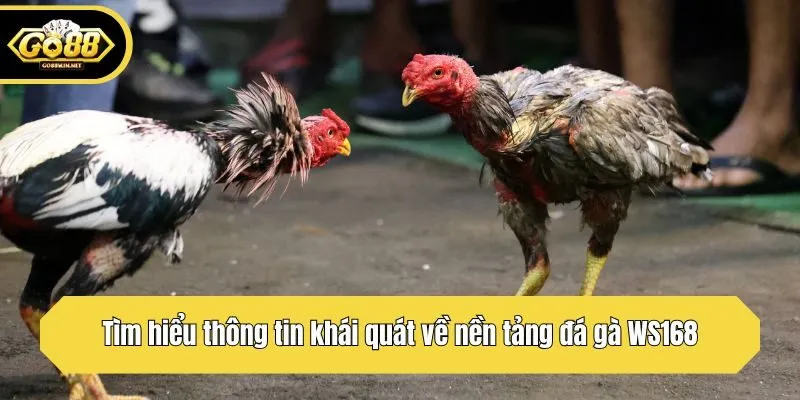 Tìm hiểu thông tin khái quát về nền tảng đá gà WS168